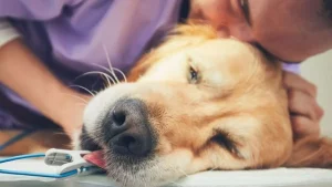 Pet euthanasia costs and options